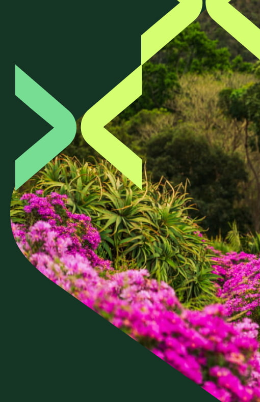 Native South African Trees and flowers in Kirstenbosch National Botanical Garden