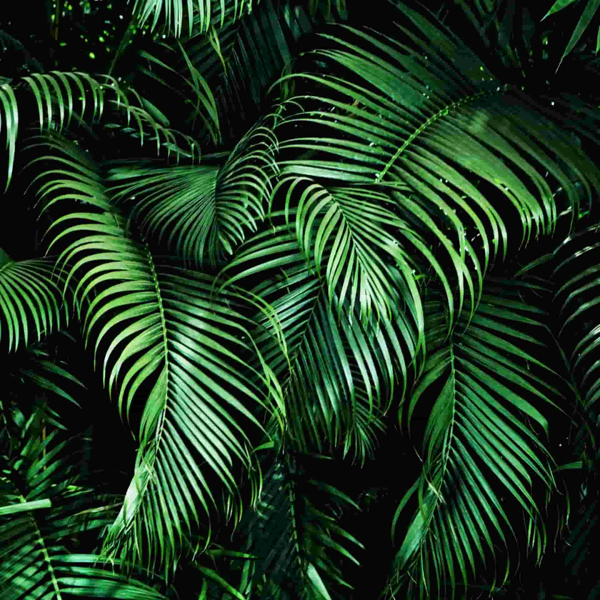 palm leaves