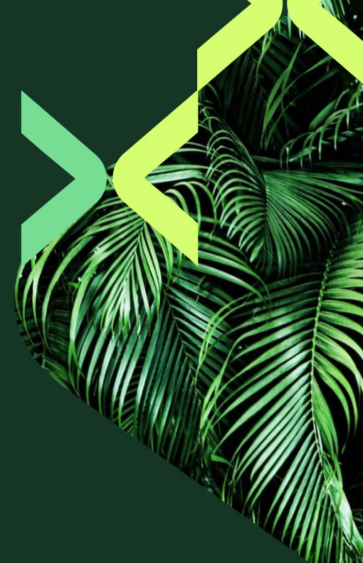 Tropical palm leaves