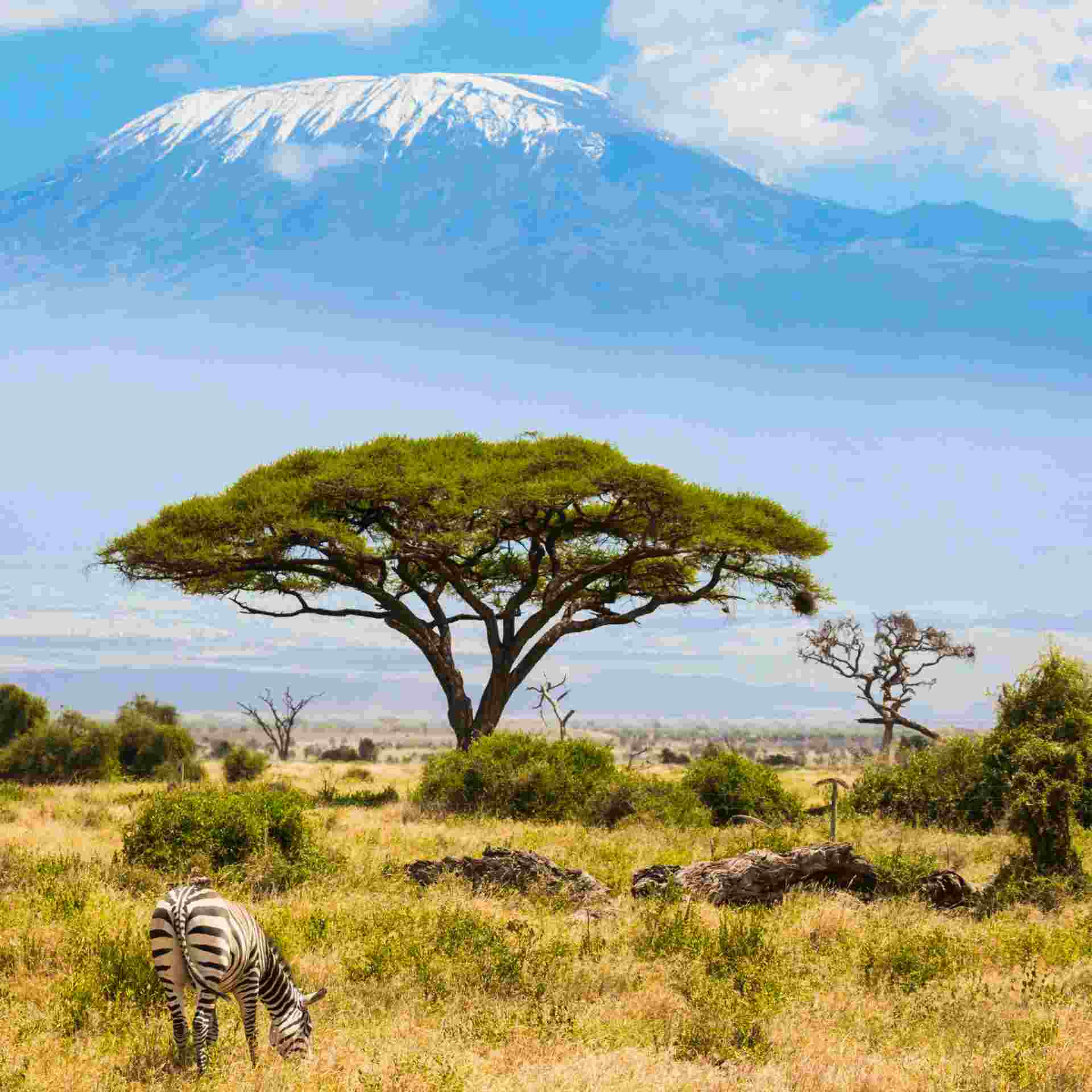 Zebra's grazing in view of Mount Kilimanjaro.