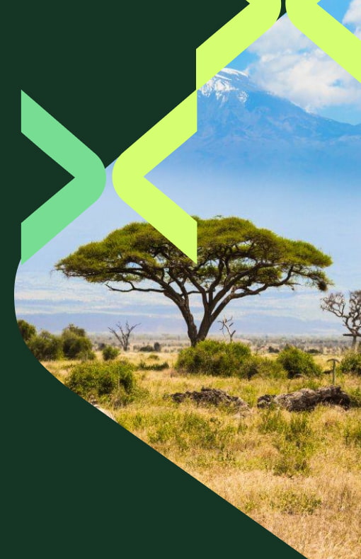Zebra's grazing in view of Mount Kilimanjaro.