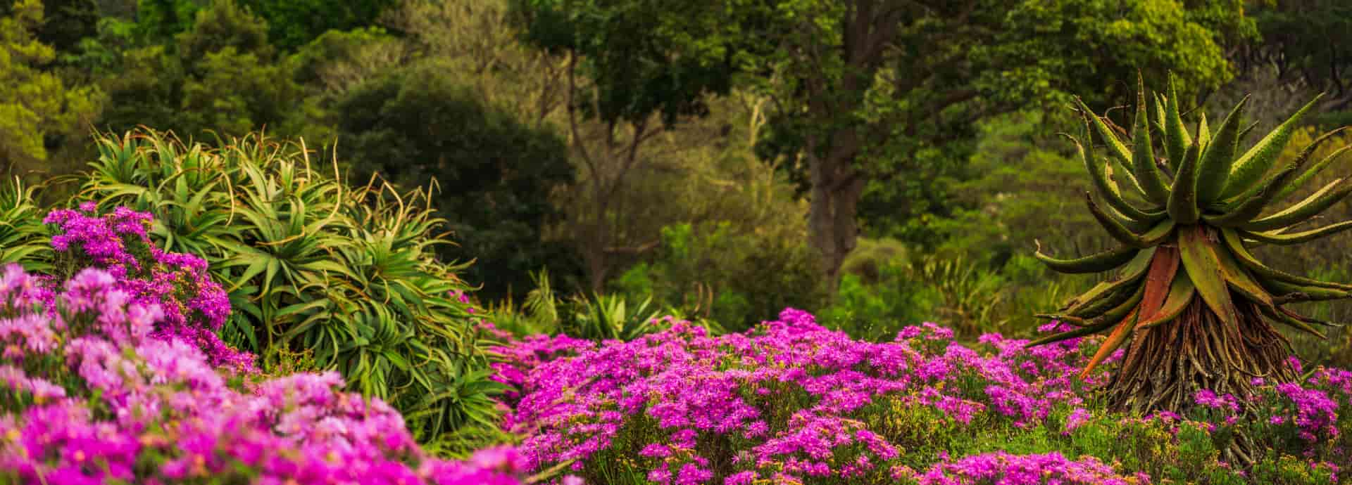 Native South African Trees and flowers in Kirstenbosch National Botanical Garden