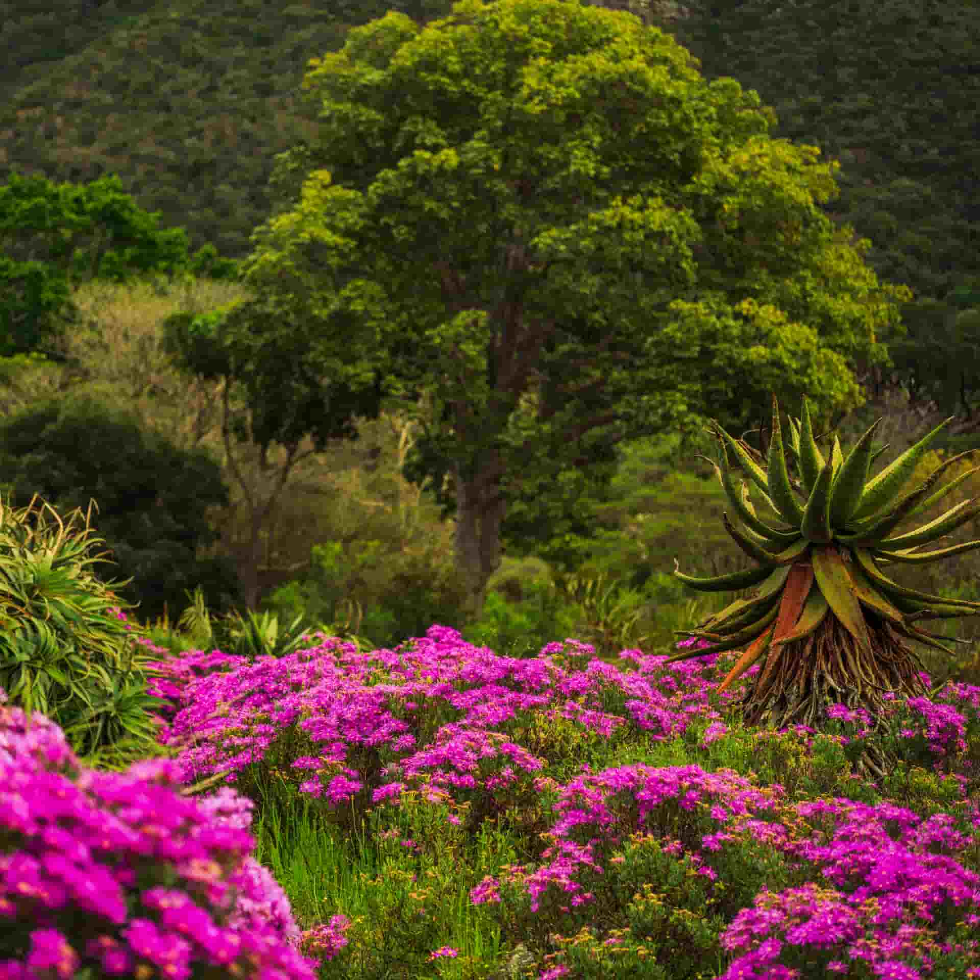 Native South African Trees and flowers in Kirstenbosch National Botanical Garden