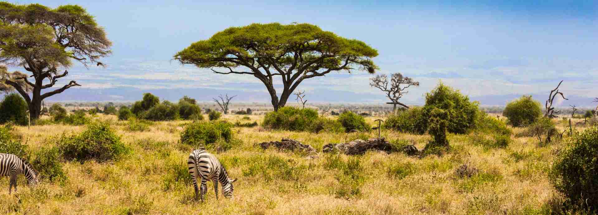 Zebras grazing in view of Mount Kilimanjaro