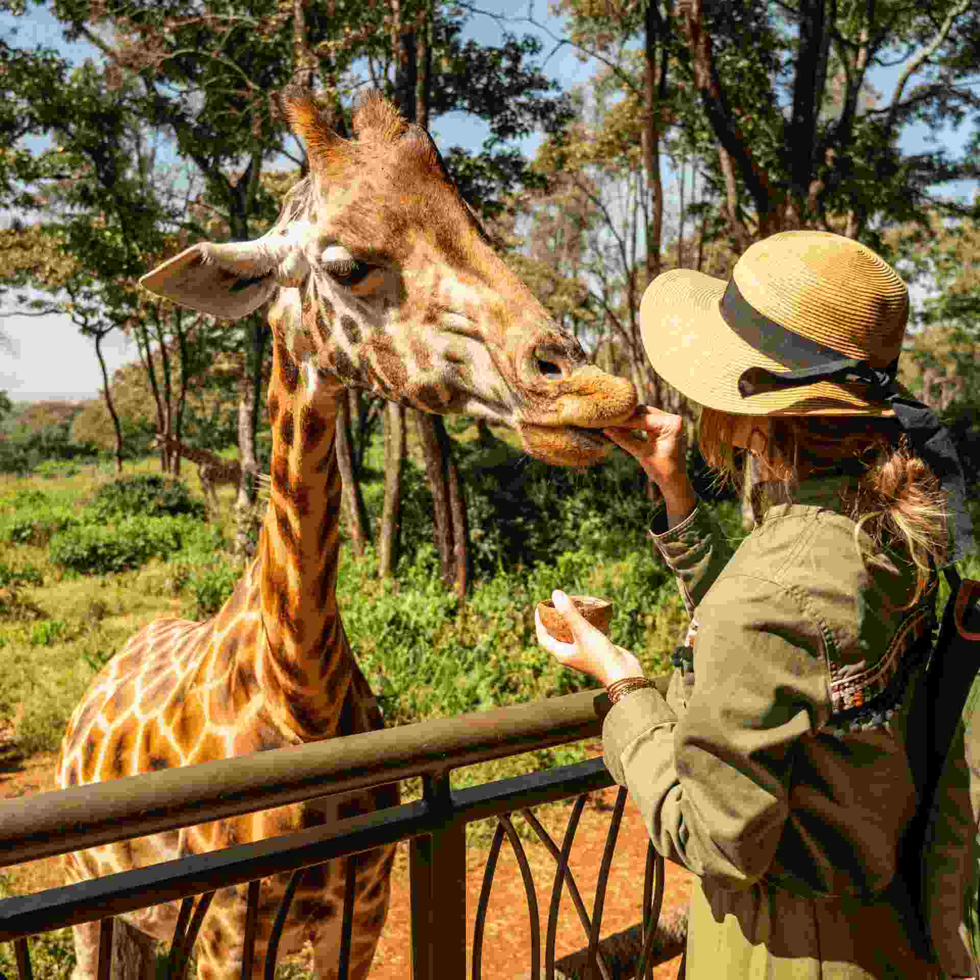 Giraffe being fed from a balcony