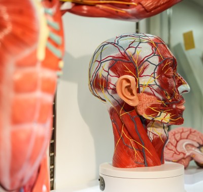  Anatomical models at exhibit stand at WHX Dubai